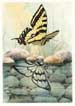 Butterfly Reflection